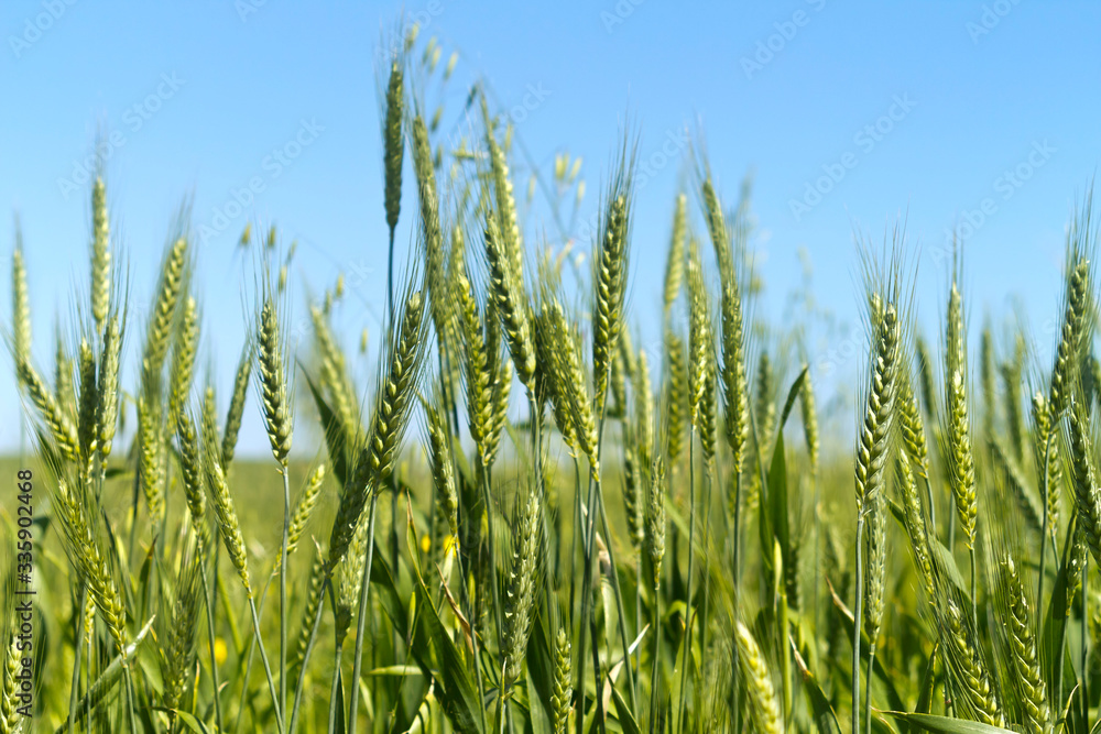 Unripe ears of wheat in front of blue sky Unripe ears of wheat in front of blue sky