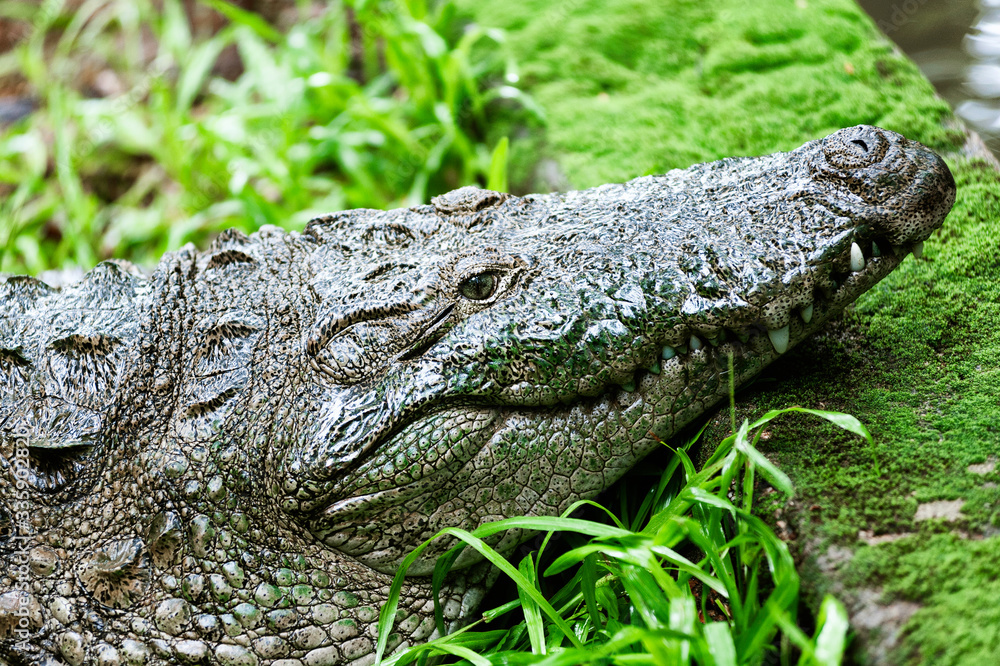 The mugger crocodile, Indian crocodile, India The mugger crocodile, Indian crocodile, India