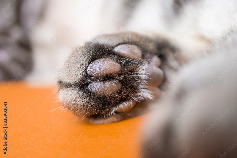 Paw of a gray cat on an orange background. Top view, minimalism. Cute picture. Concept of pets, cat grooming. Image for banner, place for text... Paw of a gray cat on an orange background. Top view, minimalism. Cute picture. Concept of pets, cat grooming. Image for banner, place for text...