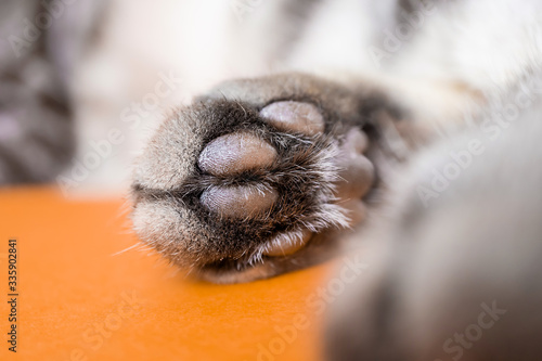 Paw of a gray cat on an orange background. Top view, minimalism. Cute picture. Concept of pets, cat grooming. Image for banner, place for text... © Ольга Холявина