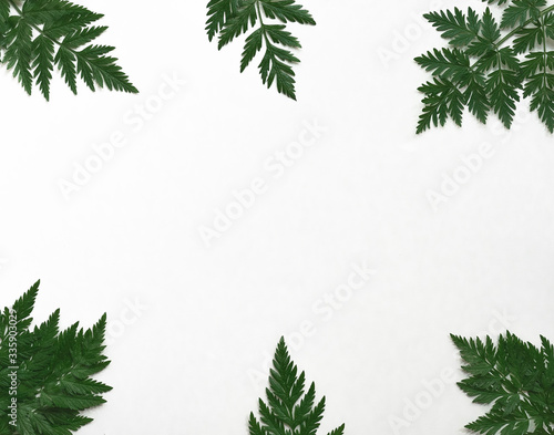 Green leaves of trees and bushes on a white background. layout  flatlay. 