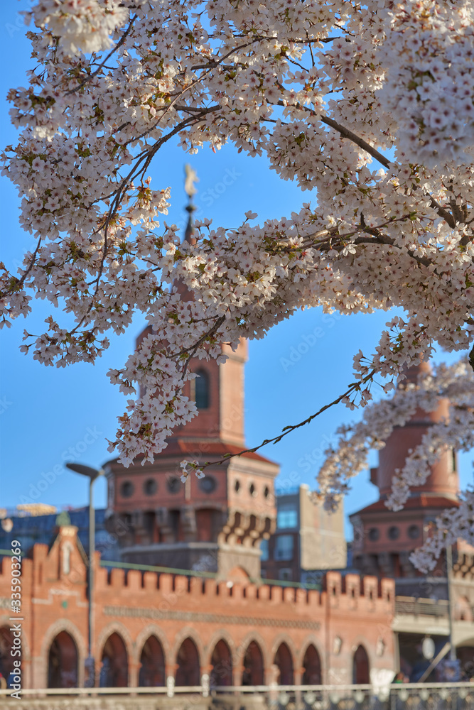 Obraz premium Berlin Spring. white and pink blossoming cherry trees with blurred towers of the Oberbaum bridge at the Warsaw Street in Berlin's city centre behind , sunny day with beautiful blue sky 