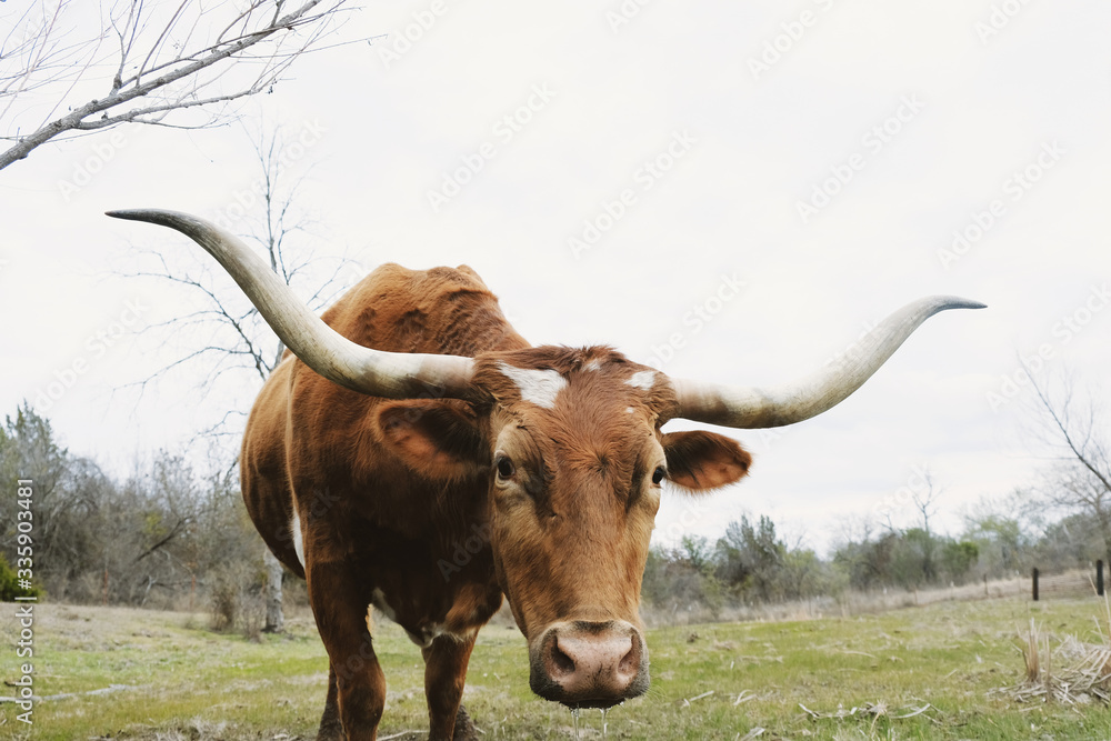 Texas longhorn cow close up with large horns, water dripping from nose. Texas longhorn cow close up with large horns, water dripping from nose.