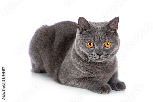 British Shorthair female cat sitting on white background