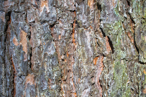 texture of pine bark close up
