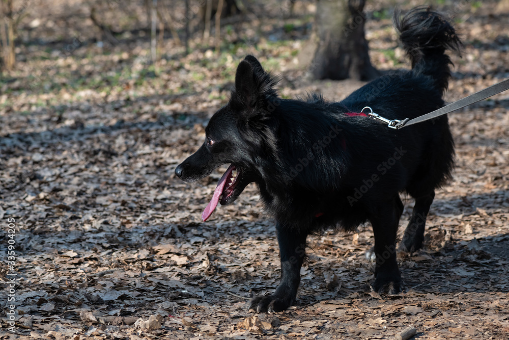 Nice black Shepherd walking in the park dog pets outdoor Nice black Shepherd walking in the park dog pets outdoor
