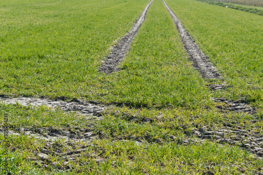 Treckerspur in einem Feld mit jungem Getreide Treckerspur in einem Feld mit jungem Getreide