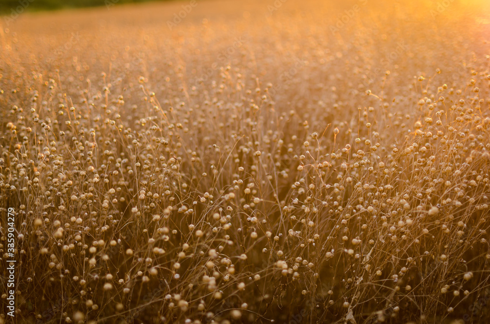 Flax seed pods at sunset, A field of ripe flax backlit by the setting sun creating a bokeh, landscape format with copyspace