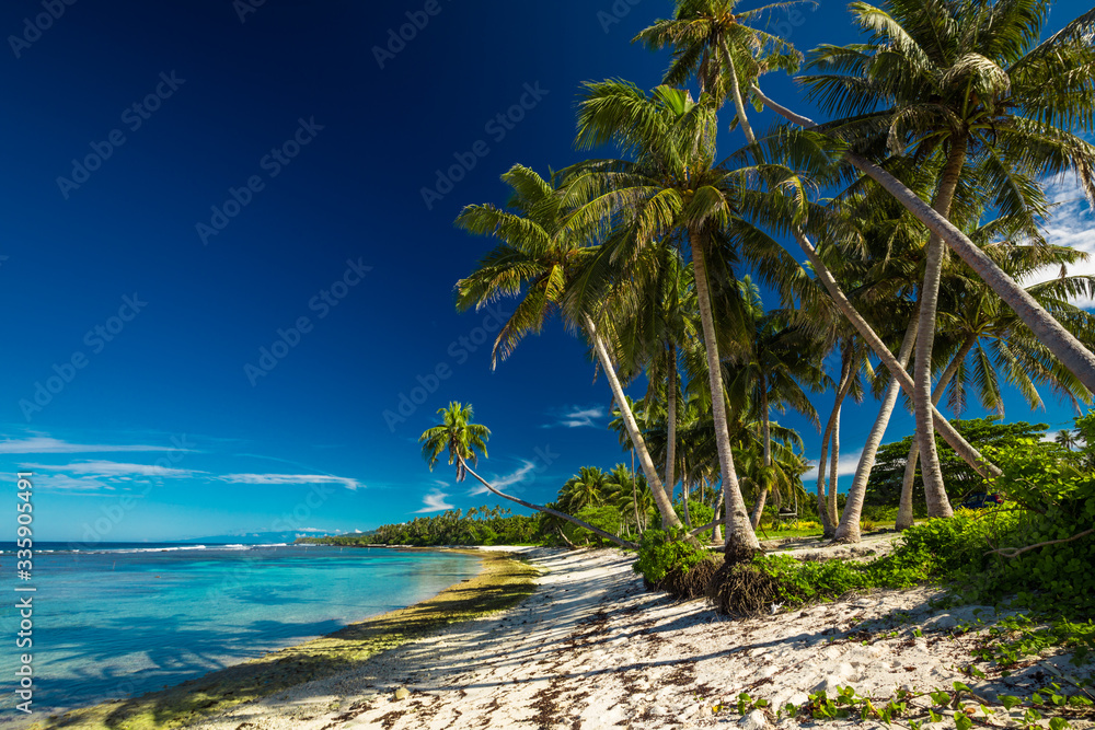 Fototapeta premium Tropical beach on south side of Samoa Island with coconut palm trees
