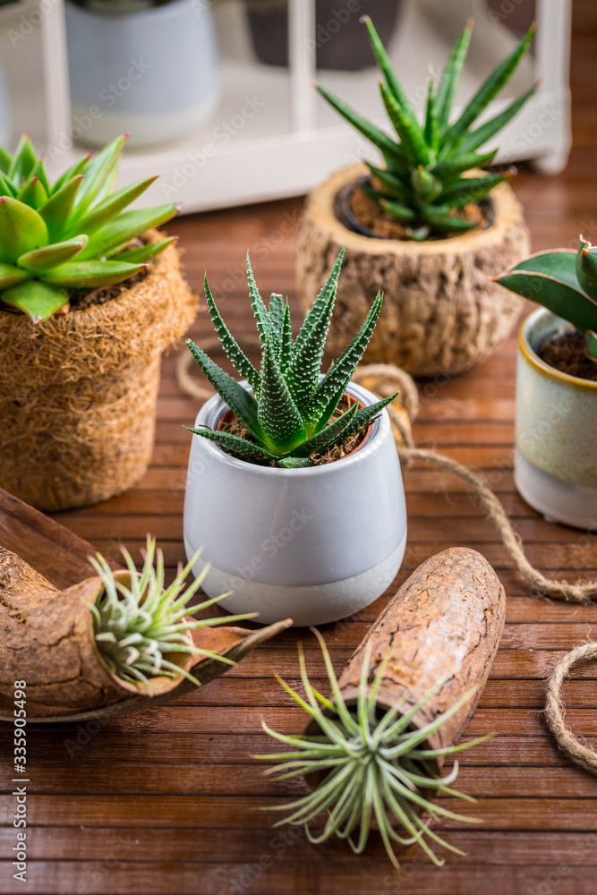 Collection of succulent plants for home deco. Gardening idea for stone garten. Collection of succulent plants for home deco. Gardening idea for stone garten.