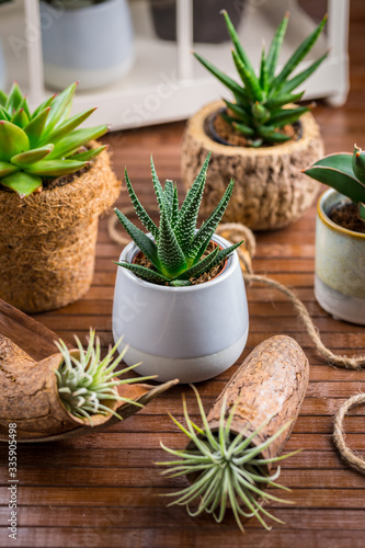 Collection of succulent plants for home deco. Gardening idea for stone garten.