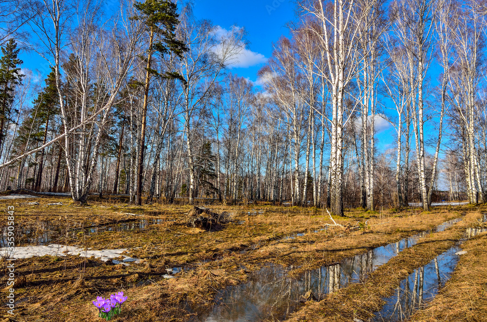 Early spring landscape in birch forest with flowering crocus flowers