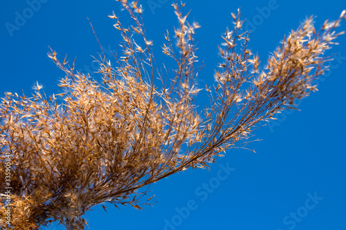 Reeds, Deep blue sky in background. Golden hour in polish nature reserve Lednica lake.
 photo