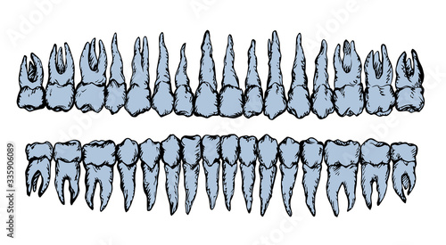 The layout of the teeth. Vector drawing