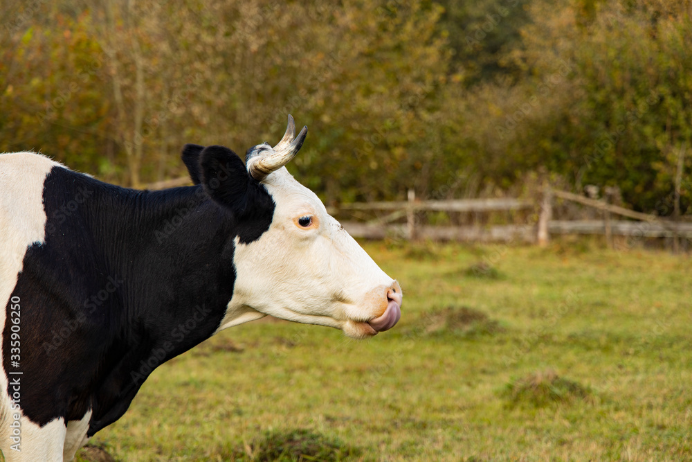 cow portrait farming animal in rural pasture nature space fenced by palisade with blurred outdoor background cow portrait farming animal in rural pasture nature space fenced by palisade with blurred outdoor background