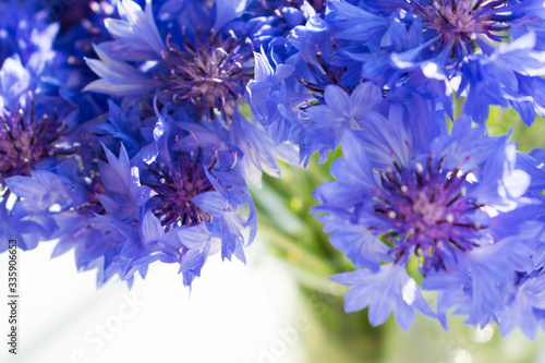 Beautiful wildflowers cornflowers. Bouquet of blue flowers. Close up photo.