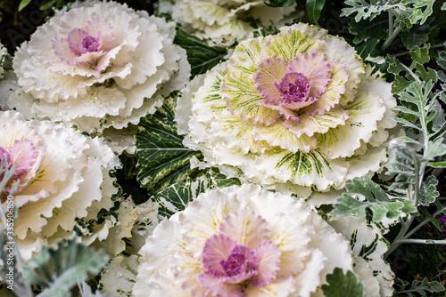 Brassica oleracea var acephala Osaka Red Linnaeus, Cole, pink Flowering Cabbage, Ornamental Kale, Classification: Plantae. Collard greens decorative plant. Nature background. Ecology concept.