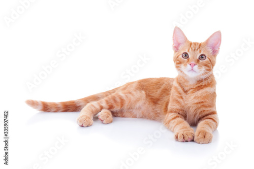Happy ginger cat laying down on white background