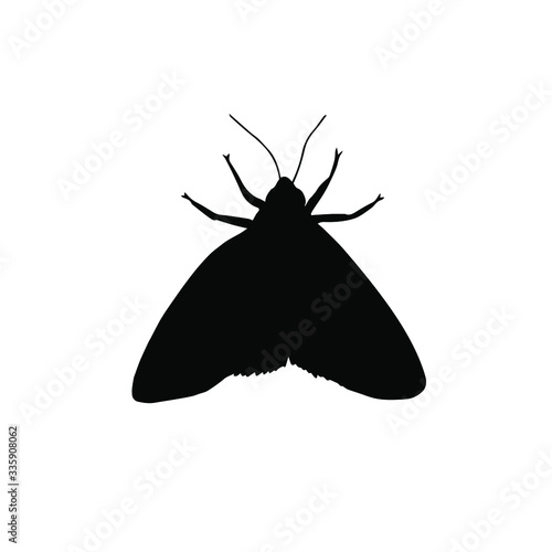 Vector black moth silhouette isolated on white background
