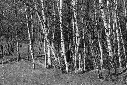 Fototapeta Naklejka Na Ścianę i Meble -  Black and white forest