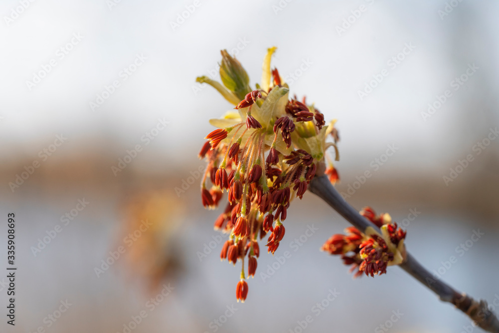 Ash-leaved maple, Acer negundo, Manitoba maple, maple ash. Flowering boxelder maple. Place for text. Ash-leaved maple, Acer negundo, Manitoba maple, maple ash. Flowering boxelder maple. Place for text.