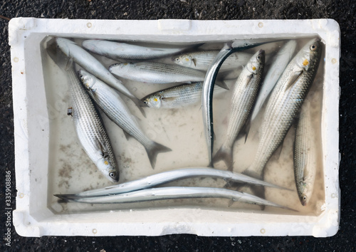 Alive and dead sardines in white container half full of water. Catched fish keeping conditions and fishing baits. photo