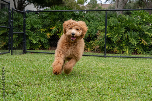 dog in the grass