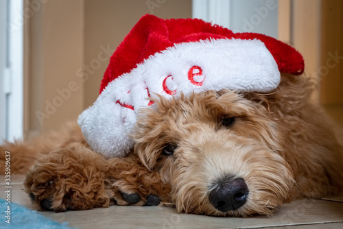 dog wearing santa hat