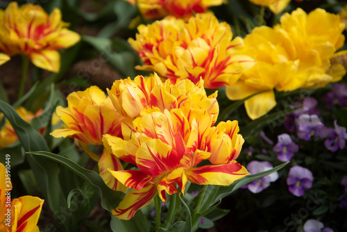 Yellow and red tulips in bloom