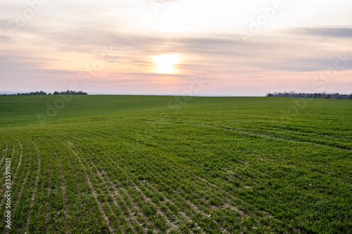 Young green wheat seedlings growing on a field. Agricultural field on which grow immature young cereals  wheat. Wheat growing in soil. Close up on sprouting rye on a field in sunset. Sprouts of rye.