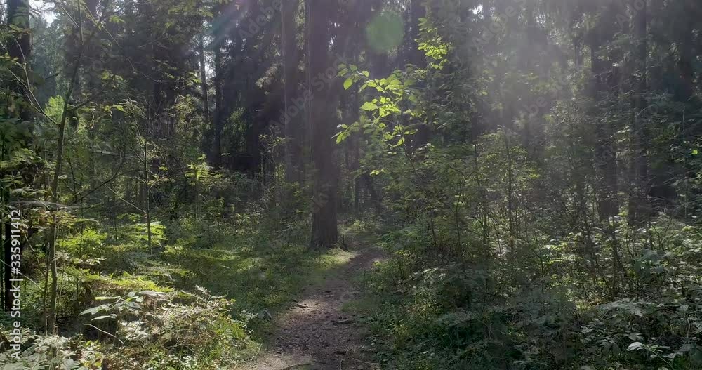 Walk through сanadian dense coniferous forest. Fairy nature. Rare breeds plants. Walk through сanadian dense coniferous forest. Fairy nature. Rare breeds plants.