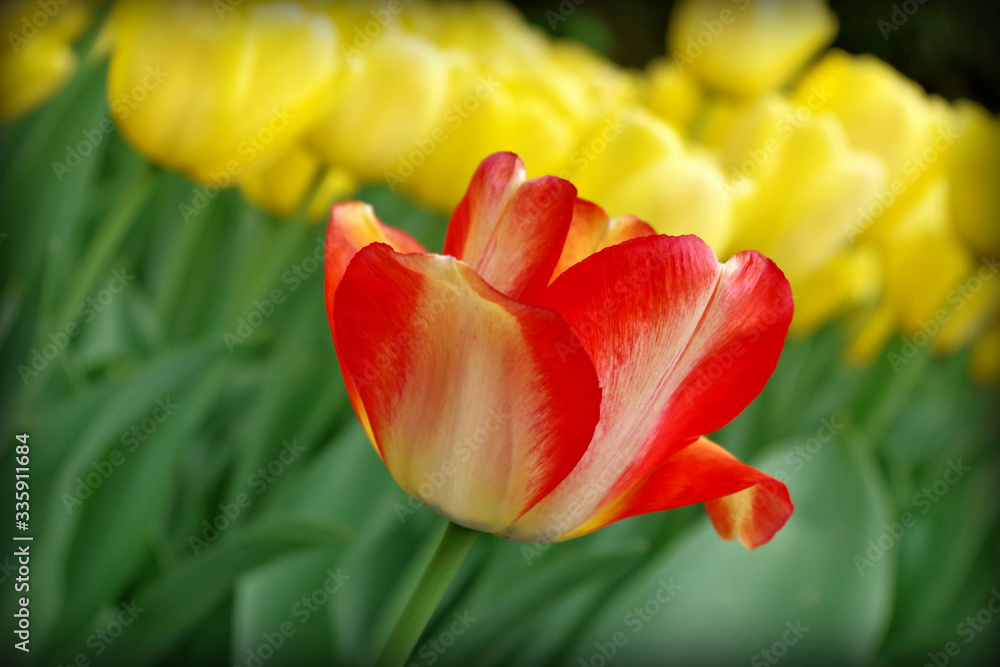 czerwony i żółty tulipan - obrazy, fototapety, plakaty 