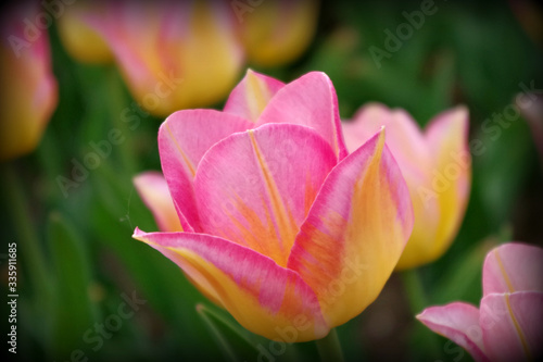 barwny tulipan