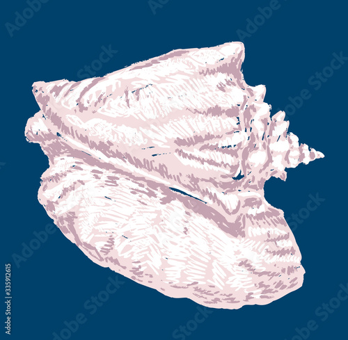 Freehand vector drawing of big seashell