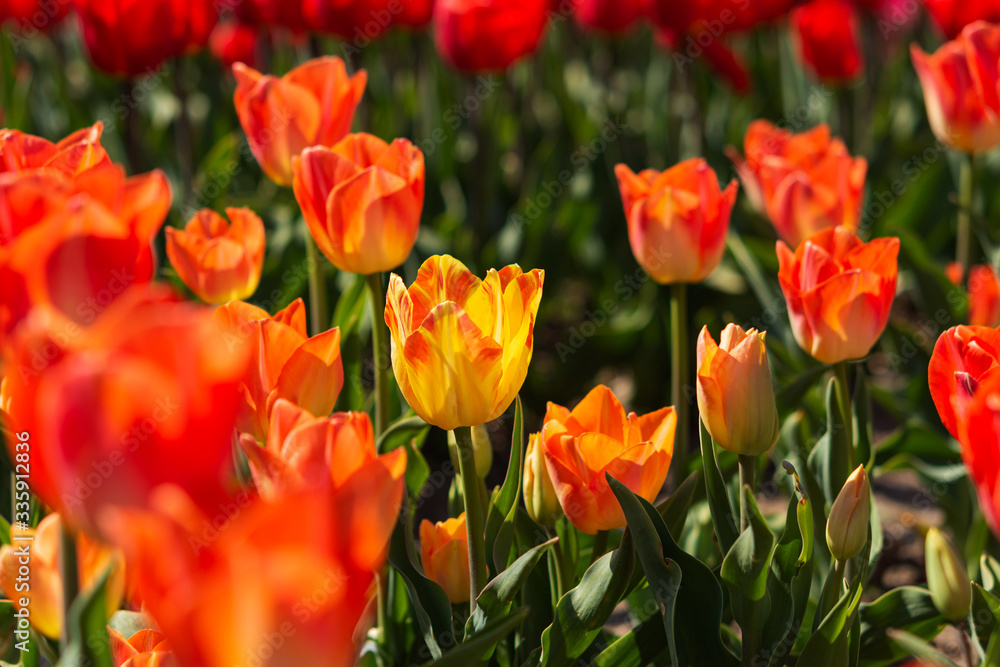 Orange tulips in a flower bed. Spring flower background. Tulips in the sunlight. Orange tulips in a flower bed. Spring flower background. Tulips in the sunlight.