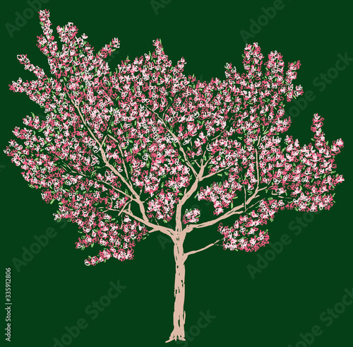 Freehand vector drawing of blooming cherry tree