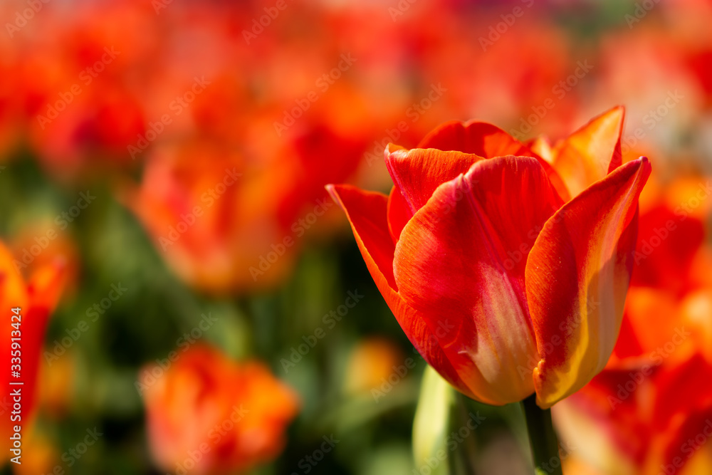 Orange tulips in a flower bed. Spring flower background. Tulips in the sunlight. Orange tulips in a flower bed. Spring flower background. Tulips in the sunlight.