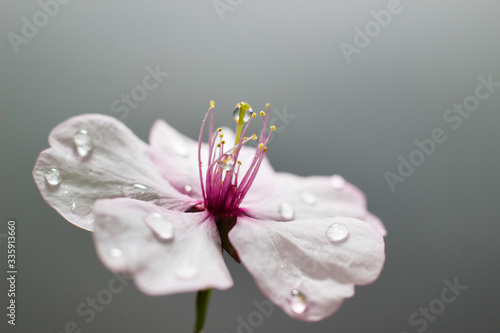 pink flower with dew