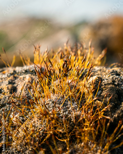 Ceratodon purpureus growing on the rock, purple moss, Burned ground moss on the stone, warm colours closeup photo