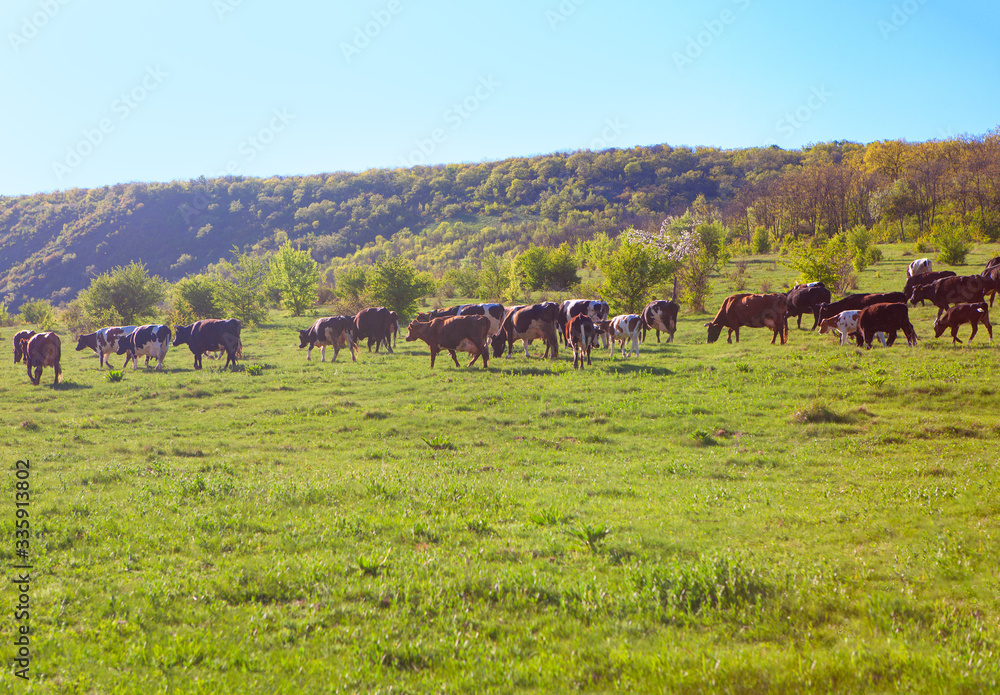 herd of domestic cows walking on the meadow 