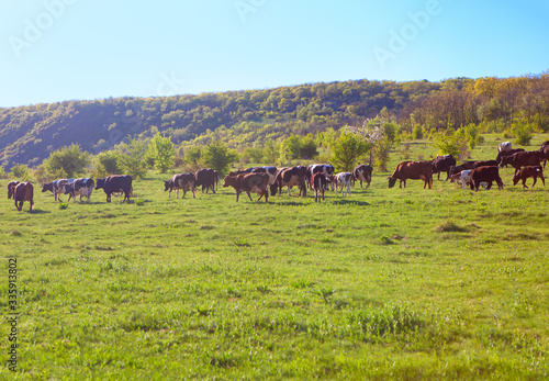 herd of domestic cows walking on the meadow 