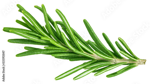 Fotografiet rosemary isolated on white background, clipping path, full depth of field