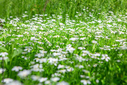 green meadow with white wildflowers 
