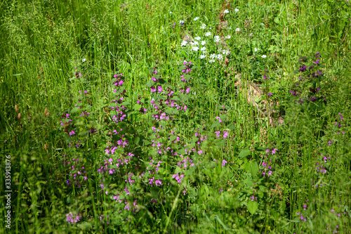 background of wildflowers and grass