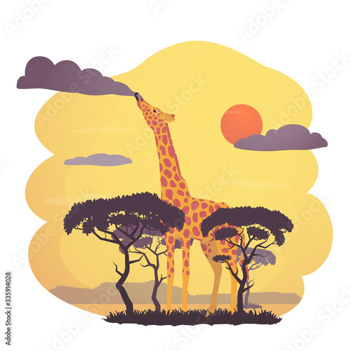 African giraffe vector illustration. Fantasy scene with a giraffe eating a cloud over the savannah. Illustration for posters, cards and other design.