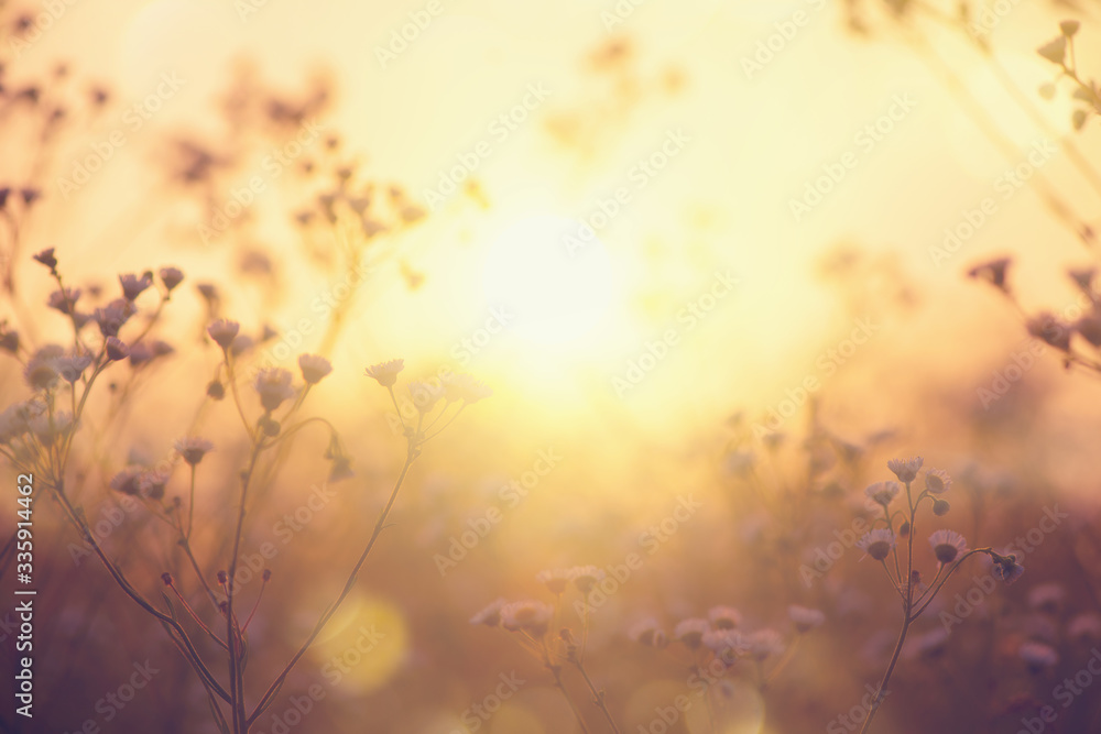 Fototapeta Nature backdrop. Beautiful Meadow with wild flowers over sunset sky. Beauty nature field background with sun flare. Easter nature backdrop. Bokeh, Silhouettes of wild grass and flowers