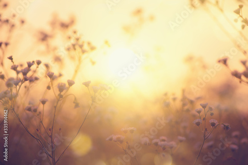 Nature backdrop. Beautiful Meadow with wild flowers over sunset sky. Beauty nature field background with sun flare. Easter nature backdrop. Bokeh, Silhouettes of wild grass and flowers