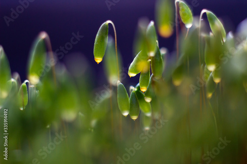 Backlit green moss in the morning 
