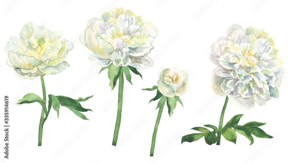 White peonies hand-painted watercolor botanical illustration isolated on white