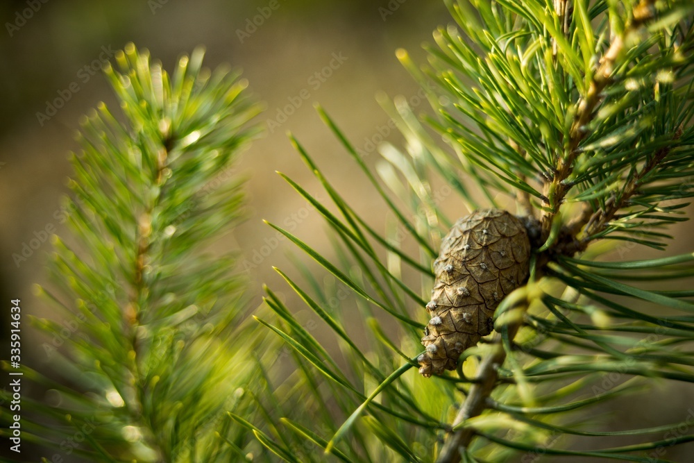 Obraz premium Green pine needles twig with pine cone close-up on nature background.